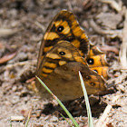 Speckled Wood