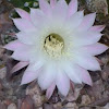 Cactus-Maricopa County, AZ