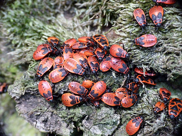 Gemeine Feuerwanze Project Noah