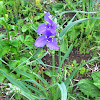 Spiderwort