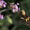 Silver-spotted skipper butterfly & Assassin bugs
