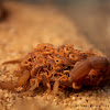 Indian red scorpion
