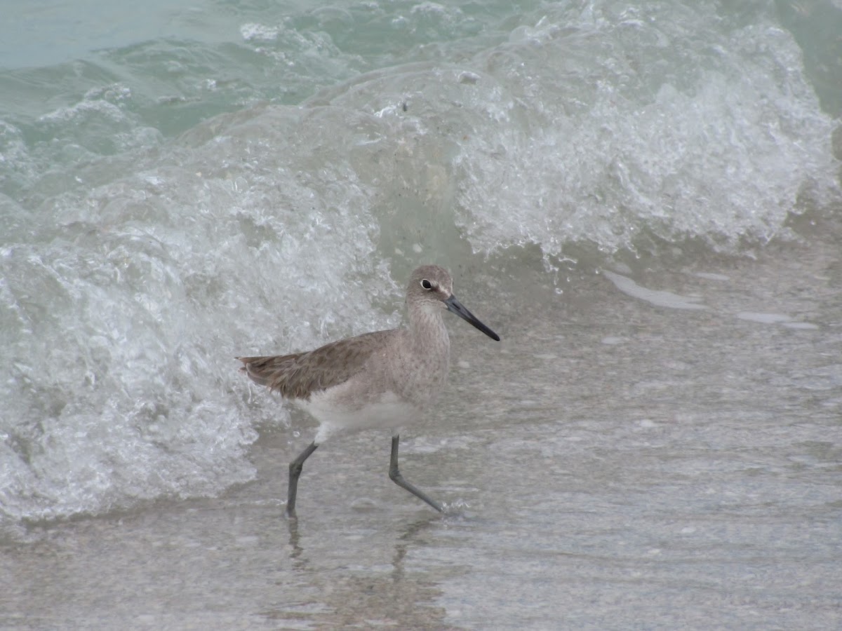 Willet