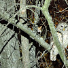 Barred Owl or Hoot Owl