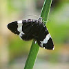White-striped Black