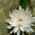 Night blooming cereus