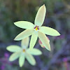 Lemon Scented Sun Orchid