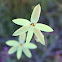 Lemon Scented Sun Orchid