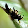 Two-Stripe Jumper(Female)/Black Soldier Fly