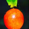 Austrobaileya ( Fruit Pictured )