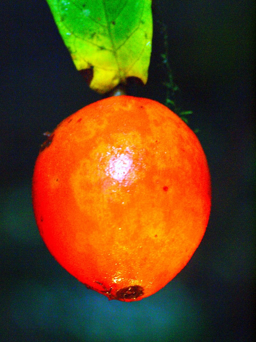 Austrobaileya ( Fruit Pictured )