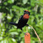 Garibaldi/Chestnut-Capped Blackbird [Male]