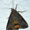 Variable Yellow Underwing