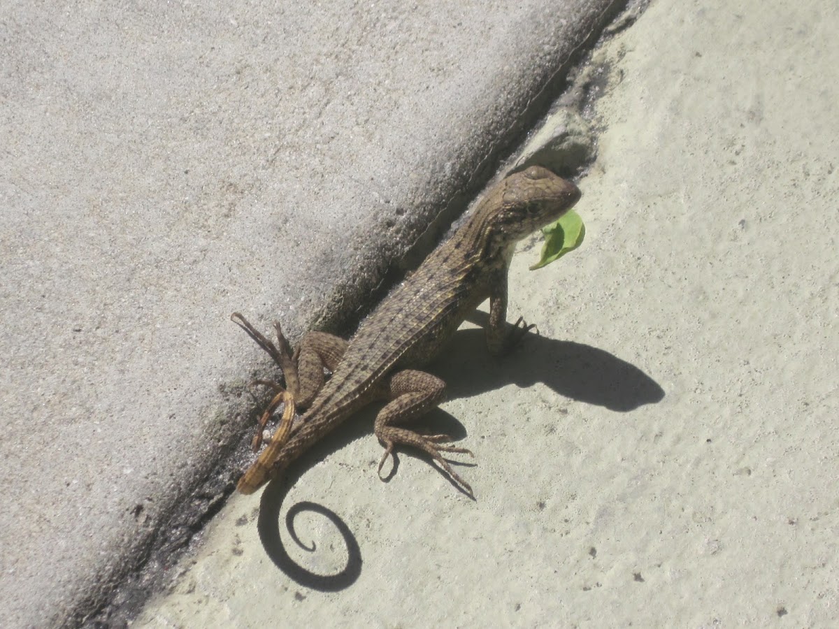 Northern Curley Tailed Lizard
