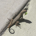 Northern Curley Tailed Lizard