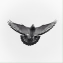 Pigeon or Rock Dove