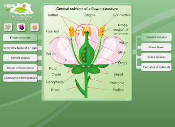 Biology - Plant Morphology poster 12