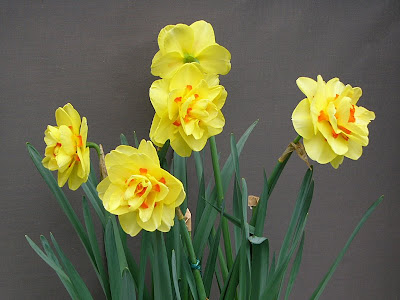 画像 水仙 タヒチ 568024