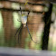 Black-legged Nephila