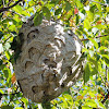 European hornet nest