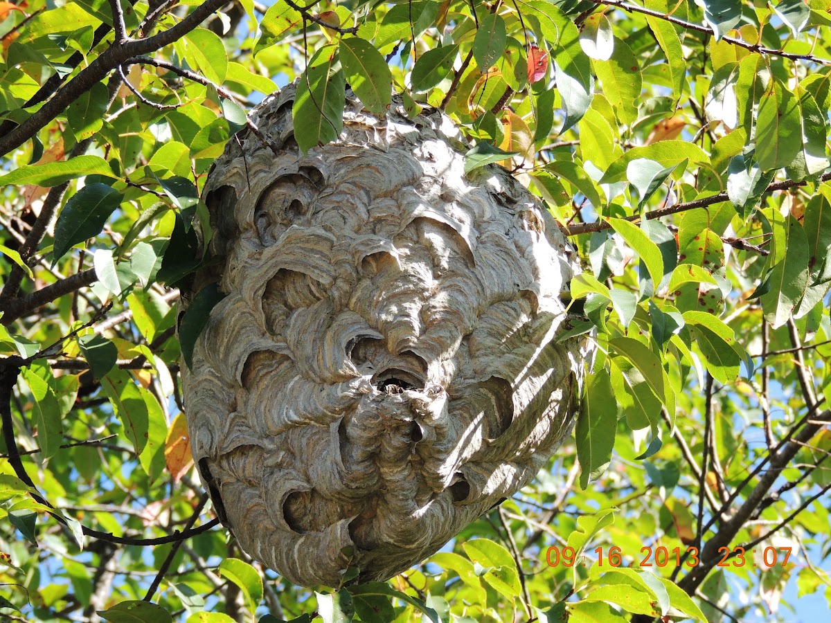 European hornet nest