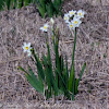 Rush Daffodil or Jonquil; Junquillo