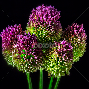 Flower balls by Oma Sjon - Flowers Flower Arangements