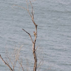 Red-bellied Woodpecker