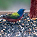 Painted Bunting