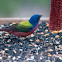 Painted Bunting