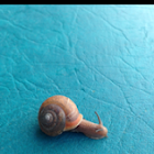 Snail