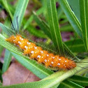 Spotted Oleander Moth Caterpillar