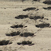 Hippopotamus footprints