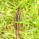 Four Striped grass mouse