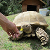 African spurred tortoise