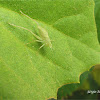 Katydid's nimph