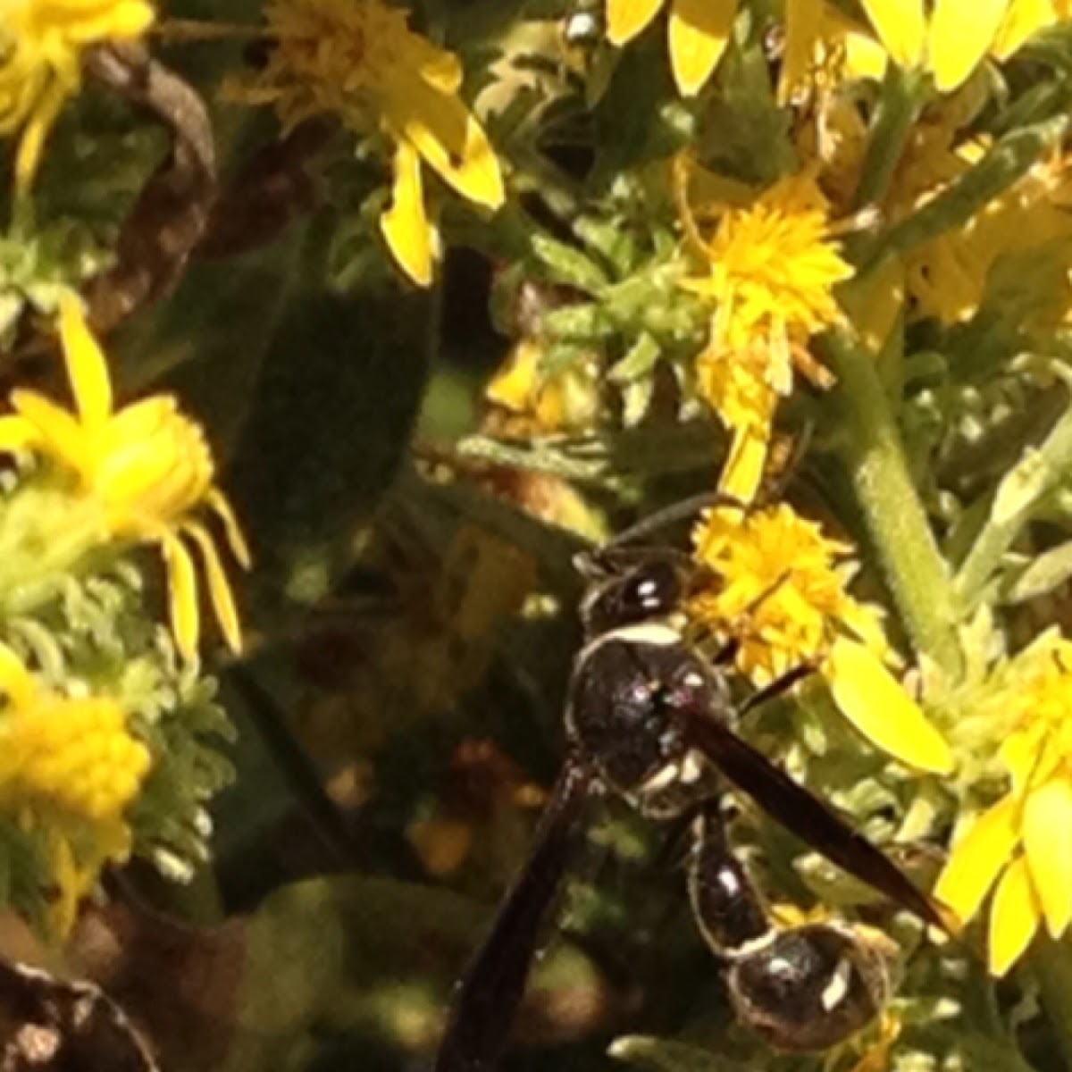 Potter wasp