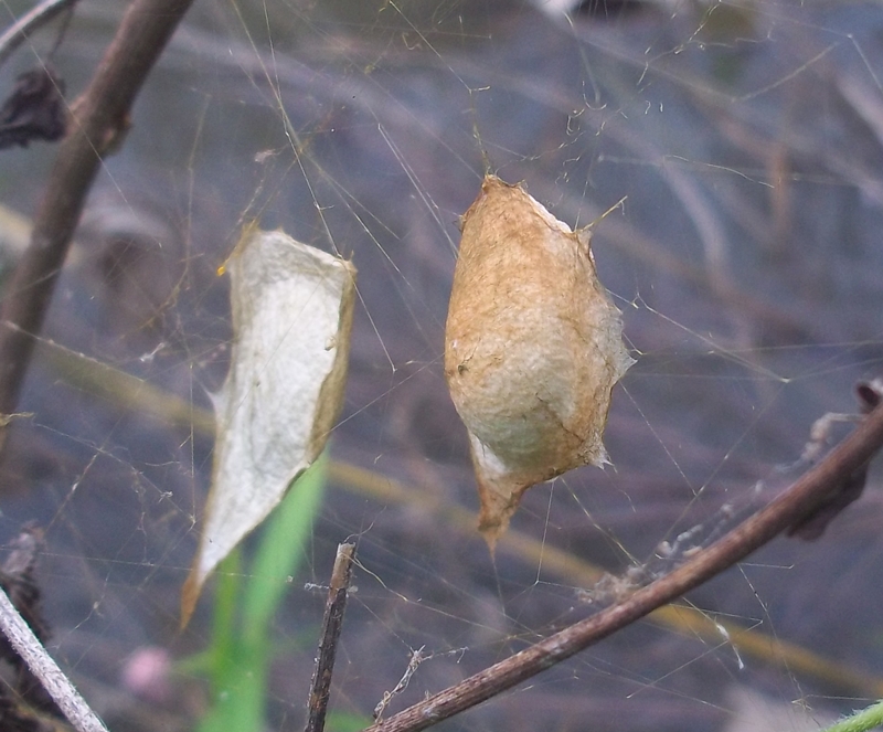 Spider Egg Nest