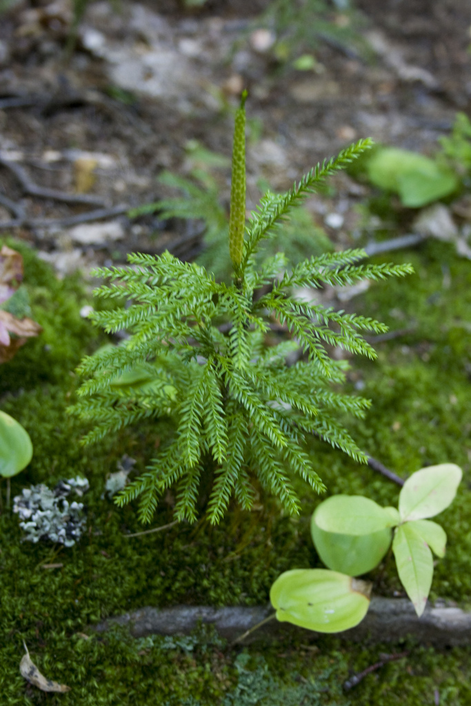 Rare Clubmoss