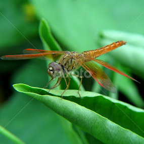 by Sanjay Dhar - Animals Insects & Spiders