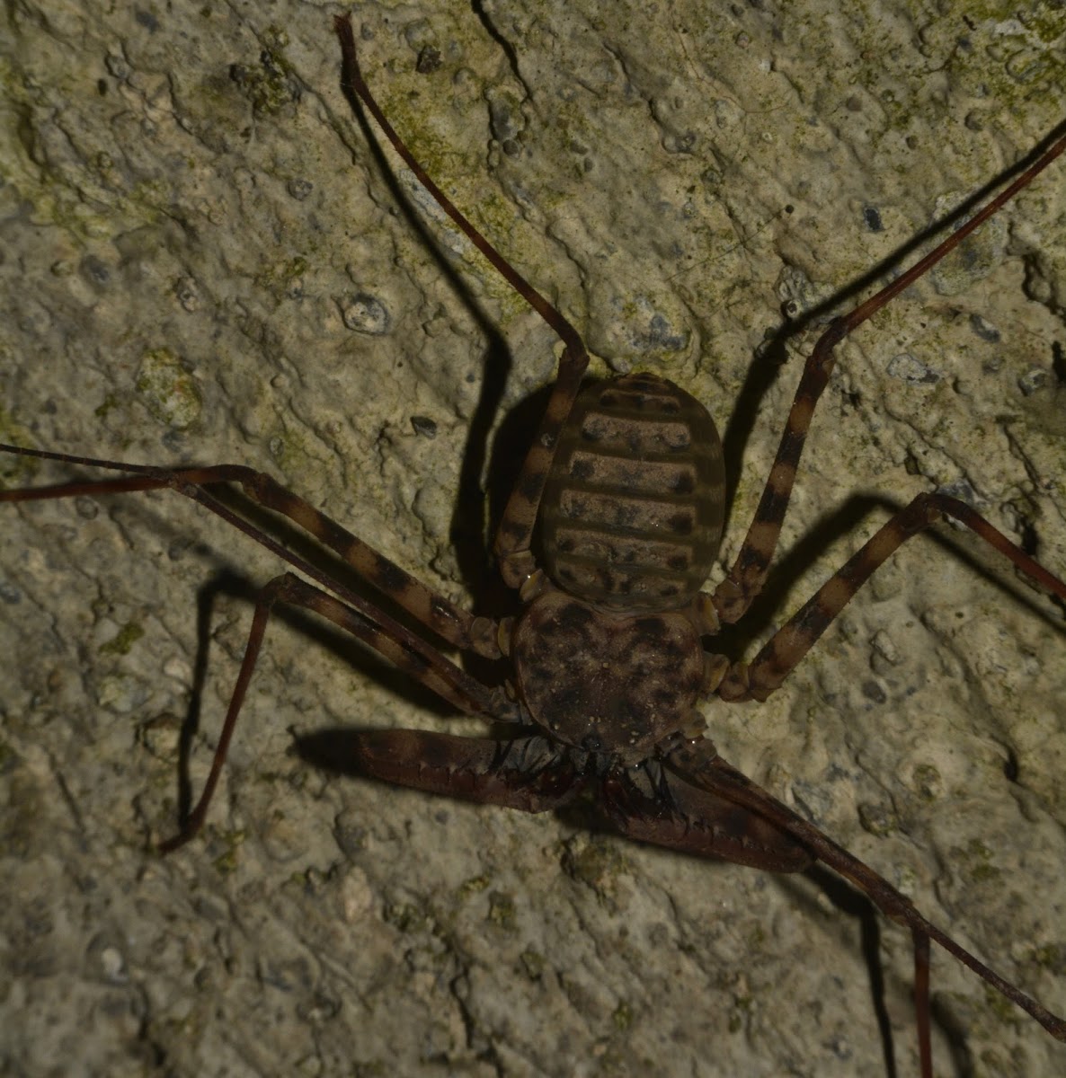 Whip Tail Scorpion Spider