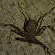 Whip Tail Scorpion Spider