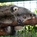 Binturong or "Palawan Bear Cat," locally known as Musang in the Philippines