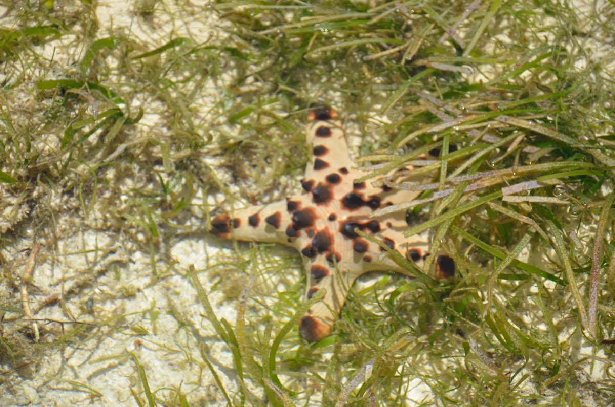Horned Sea Star