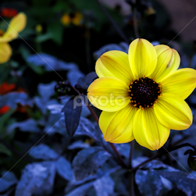 Solo by Brad Maberto - Flowers Single Flower