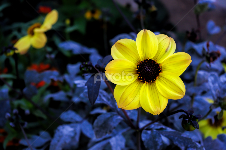 Solo by Brad Maberto - Flowers Single Flower