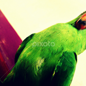 point of view by Kalai Vanan - Animals Birds