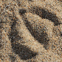 Gull tracks in the sand