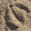 Gull tracks in the sand