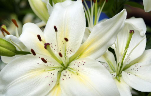 Lilies Wallpapers HD